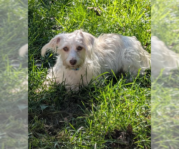 Medium Photo #4 Maltese-Unknown Mix Puppy For Sale in Cranston, RI, USA