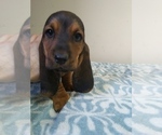 Small Photo #22 Basset Hound Puppy For Sale in PETERSBURG, IN, USA