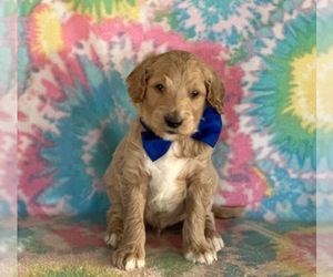 Goldendoodle Puppy for sale in LANCASTER, PA, USA
