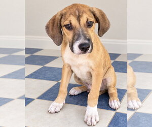 Boundy Boo ~ meet me! - Male Bogle Dog for Adoption - Photo #4