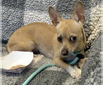 Small #7 Chihuahua Mix