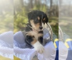 Small Photo #26 Australian Shepherd Puppy For Sale in FARMVILLE, VA, USA