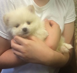 Pomeranian Puppy for sale in SAN BENITO, TX, USA