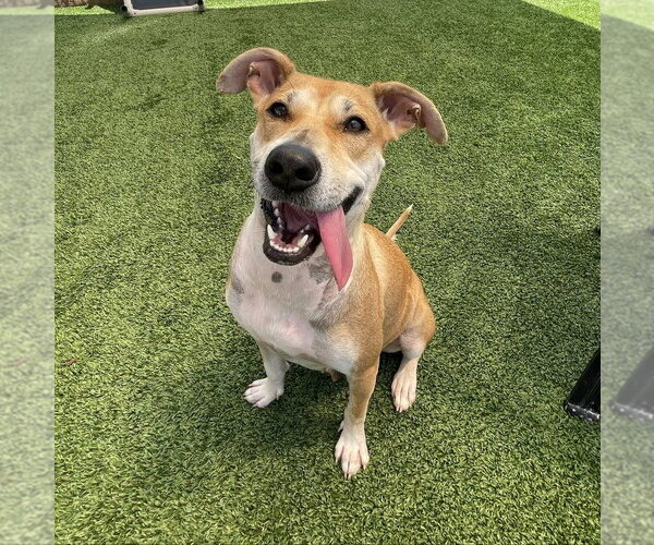 Medium Photo #1 Black Mouth Cur-Labrador Retriever Mix Puppy For Sale in oakland, FL, USA