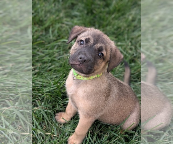 Medium Photo #1 Mutt Puppy For Sale in Holly Springs, NC, USA