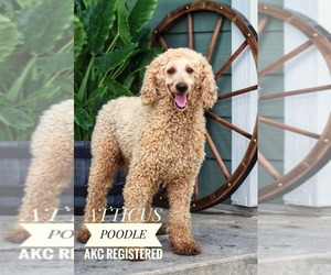 Father of the Goldendoodle puppies born on 07/31/2026