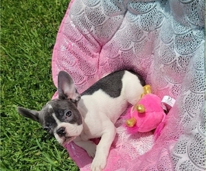 French Bulldog Puppy for sale in TAMPA, FL, USA