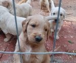 Small Goldendoodle