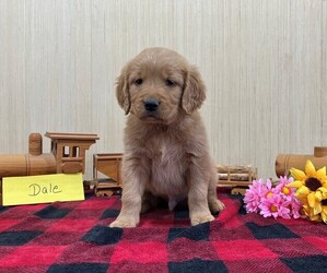 Golden Retriever Puppy for sale in OWEN, WI, USA