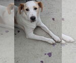 Small #1 Labrador Retriever Mix