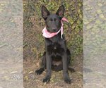 Small German Shepherd Dog