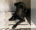 Small #1 Labrador Retriever Mix