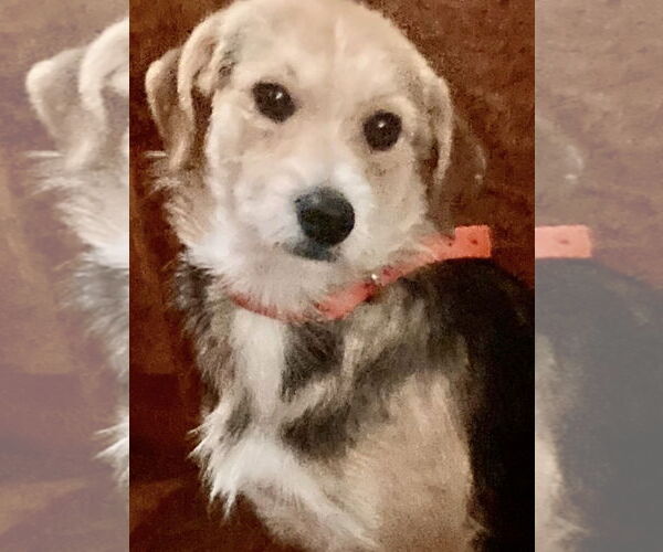 Medium Photo #2 Jack Russell Terrier-Wheaten Terrier Mix Puppy For Sale in Pottstown, PA, USA