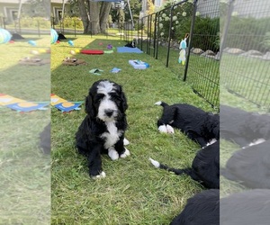 Bernedoodle Puppy for Sale in PORTLAND, Maine USA
