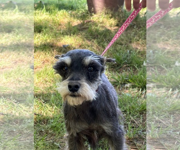 Medium Photo #6 Mutt Puppy For Sale in HOPKINSVILLE/PRINCETON, KY, NH, USA