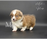 Small #8 Pembroke Welsh Corgi