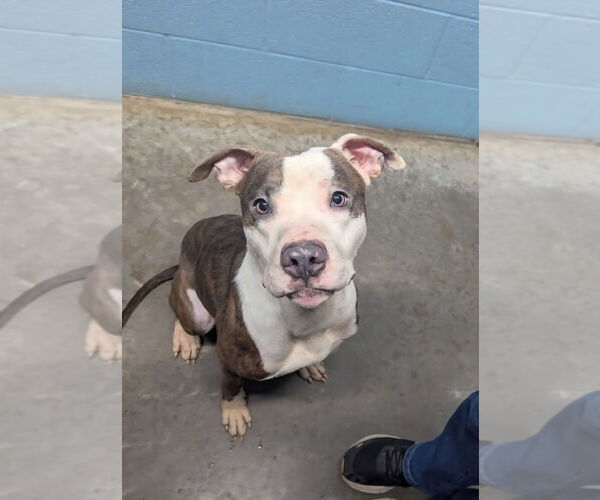 Medium Photo #4 Mutt Puppy For Sale in Evansville, IN, USA