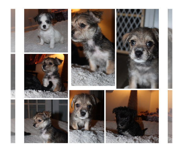 Medium Photo #2 Chorkie Puppy For Sale in WILMINGTON, NC, USA