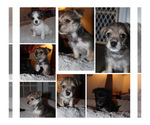 Small #1 Chorkie
