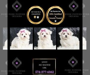 Maltese Puppy for sale in WARSAW, IN, USA
