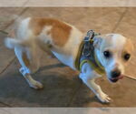 Small #3 Chihuahua Mix