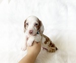 Small #2 Dachshund
