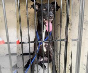 Labrador Retriever Dogs for adoption in Sugar Land, TX, USA