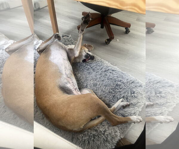 Medium Photo #4 Beagle-Unknown Mix Puppy For Sale in Miami, FL, USA