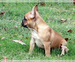 Small Photo #11 French Bulldog Puppy For Sale in WINNSBORO, TX, USA