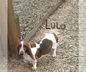 Mother of the Basset Hound puppies born on 08/16/2020