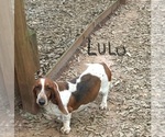 Small Photo #1 Basset Hound Puppy For Sale in NESHOBA, MS, USA