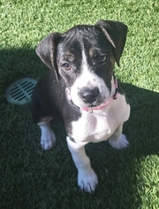 Boglen Terrier-Boston Terrier Mix Puppy for sale in MENIFEE, CA, USA