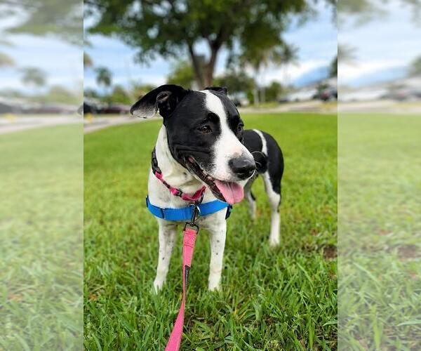 Medium Photo #2 Mutt Puppy For Sale in Pompano Beach , FL, USA