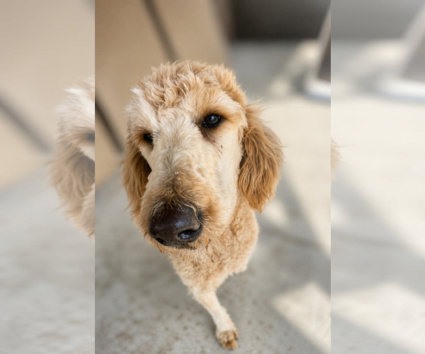 Medium Photo #2 Goldendoodle Puppy For Sale in Thomasville, NC, USA