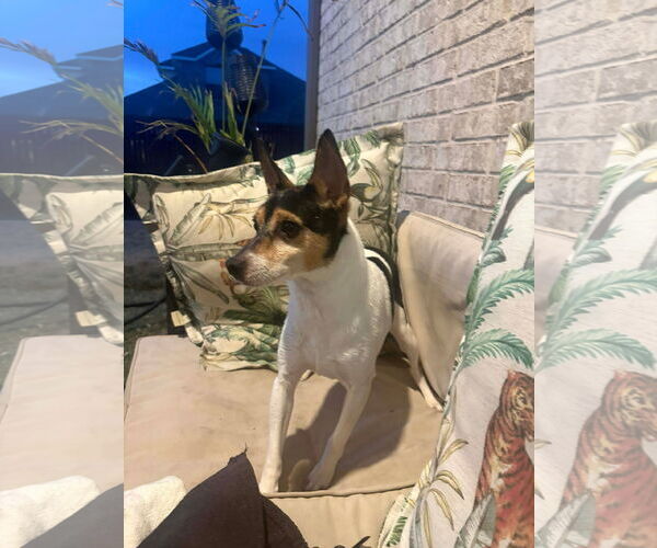 Medium Photo #4 Rat Terrier-Unknown Mix Puppy For Sale in Dallas, TX, USA