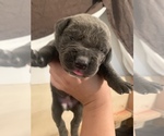Small Photo #12 Cane Corso Puppy For Sale in MIAMI, FL, USA