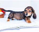 Small Photo #19 Dachshund Puppy For Sale in WAKARUSA, IN, USA