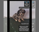 Image preview for Ad Listing. Nickname: Dean