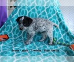 Small Photo #3 Texas Heeler Puppy For Sale in CLARKRANGE, TN, USA