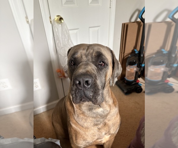 Medium Photo #1 Cane Corso Puppy For Sale in ROCKMART, GA, USA