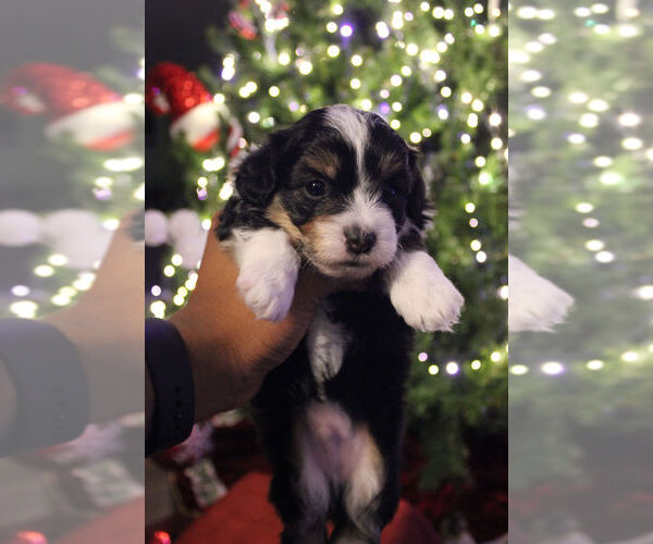 Medium Photo #4 Poovanese Puppy For Sale in LOUISVILLE, KY, USA