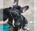 Small Photo #3 French Bulldog Puppy For Sale in AFTON, WY, USA