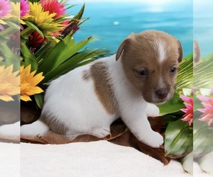 Jack Russell Terrier Puppy for sale in NASHVILLE, NC, USA
