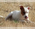 Small #5 American Bulldog-Staffordshire Bull Terrier Mix