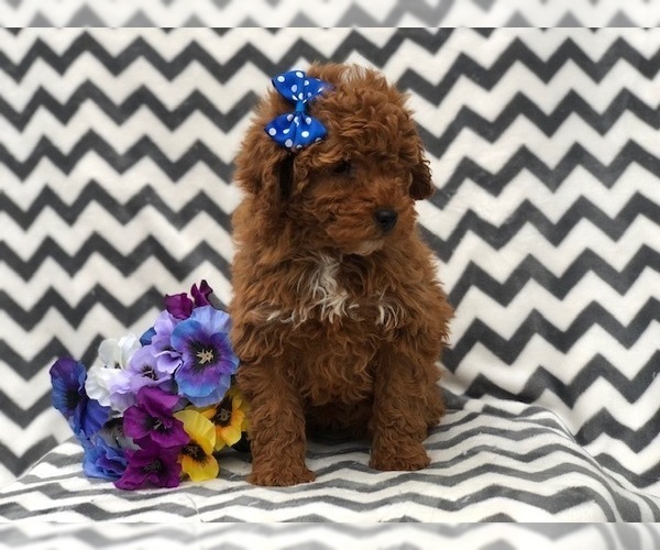 Medium Photo #7 Poodle (Toy) Puppy For Sale in EAST EARL, PA, USA