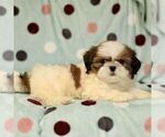 Small #2 Shih Tzu