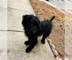Small Photo #4 Labradoodle Puppy For Sale in ELLICOTT CITY, MD, USA