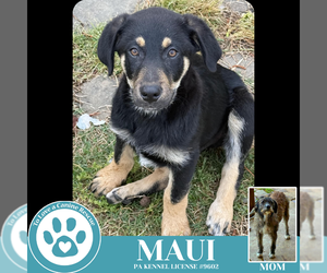 Mutt Dogs for adoption in Kimberton, PA, USA