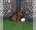 Small #3 Yorkiepoo mix (+ Poodle Toy)
