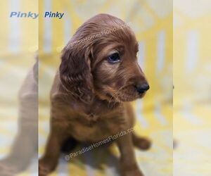 Irish Setter Puppy for sale in SEMINOLE, FL, USA